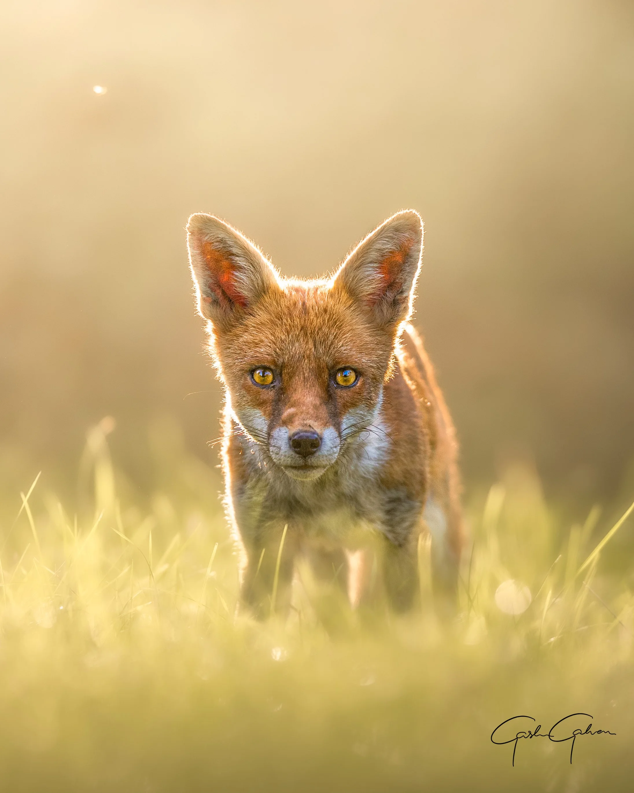 A young fox standing in tall grass, looking directly at the camera with a golden sunset backlight.