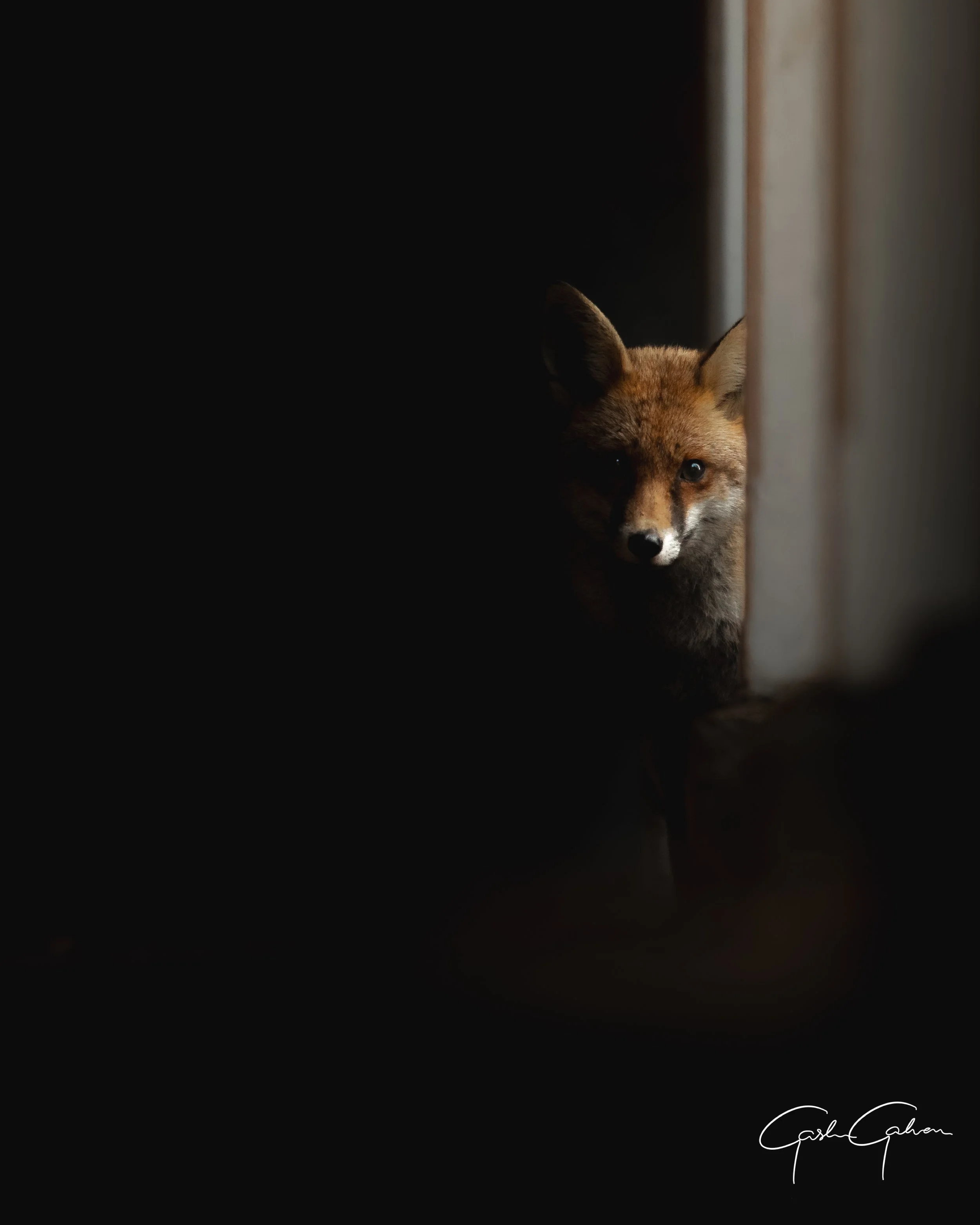 A fox peeking out from a dark space, with only half of its face visible, illuminated by soft light.