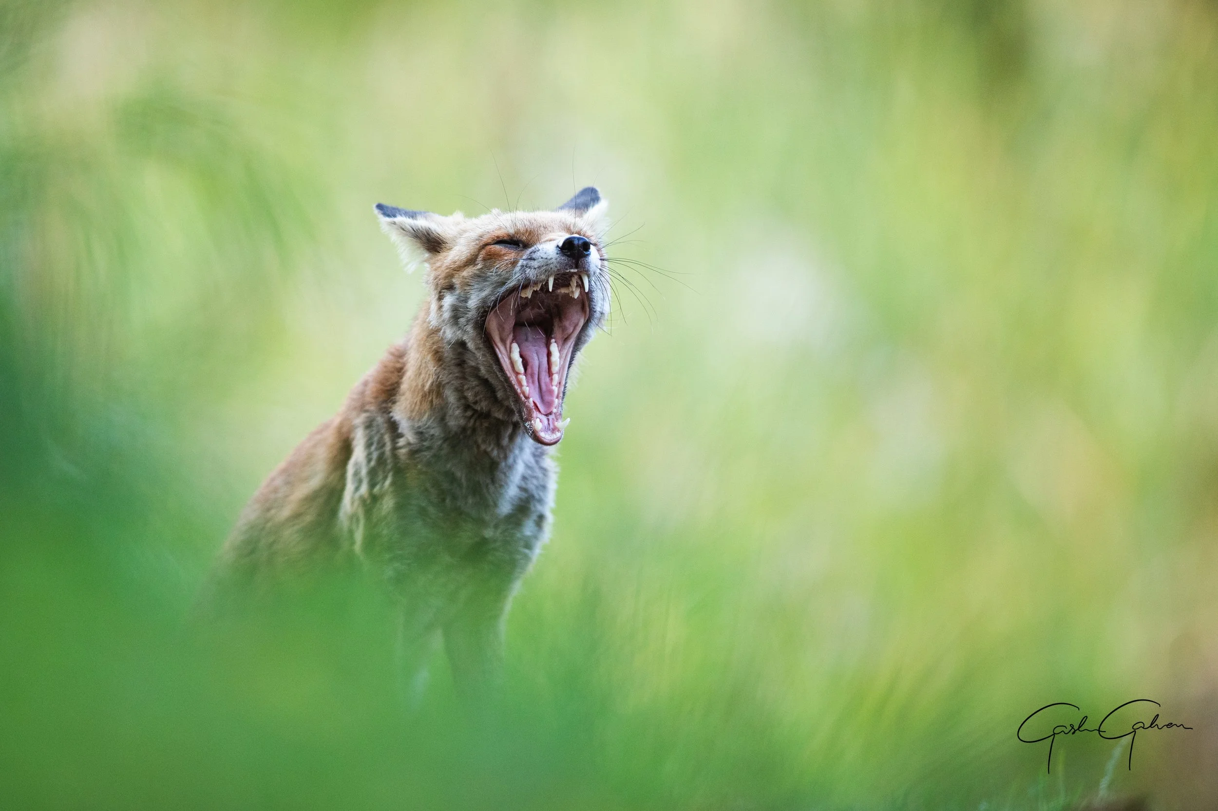 A mountain lion with its mouth wide open, showing sharp teeth, in a green natural setting.