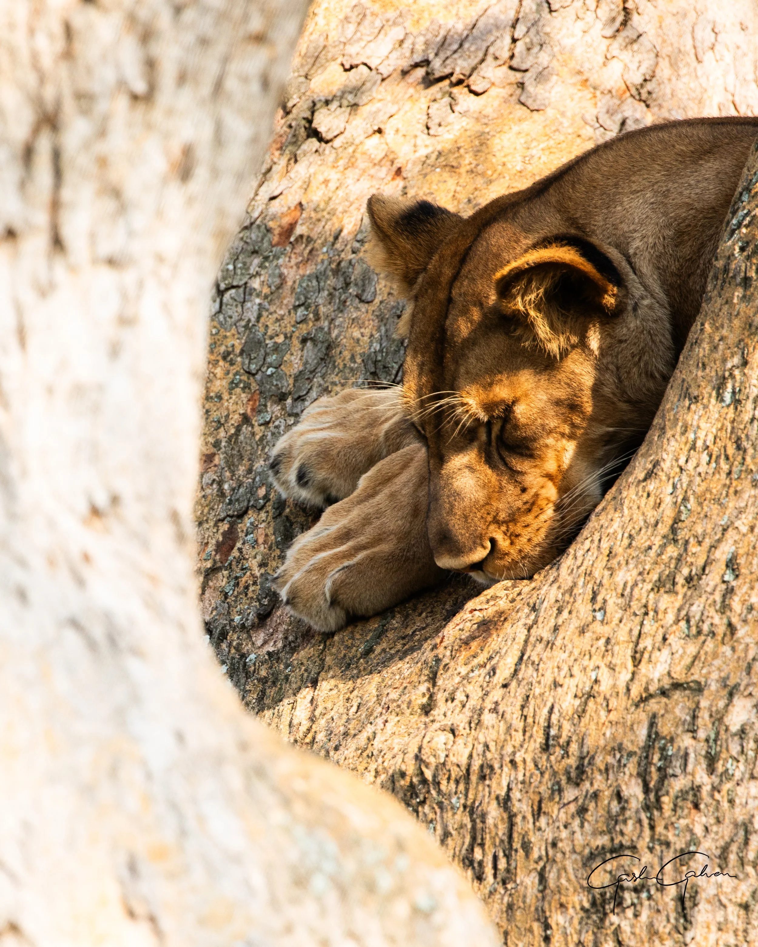 Tree climbing lion of queen Elizabeth NP taking a rest from the midday heat | Uganda.jpg