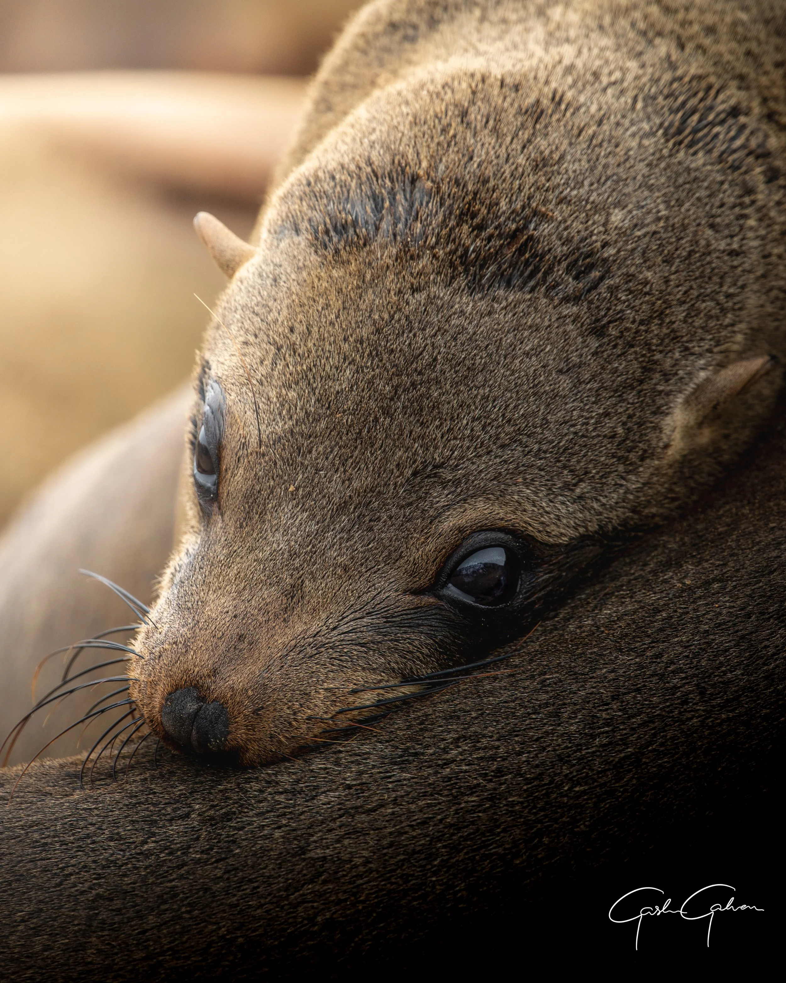 Cape fur seal at cape cross | Namibia.jpg