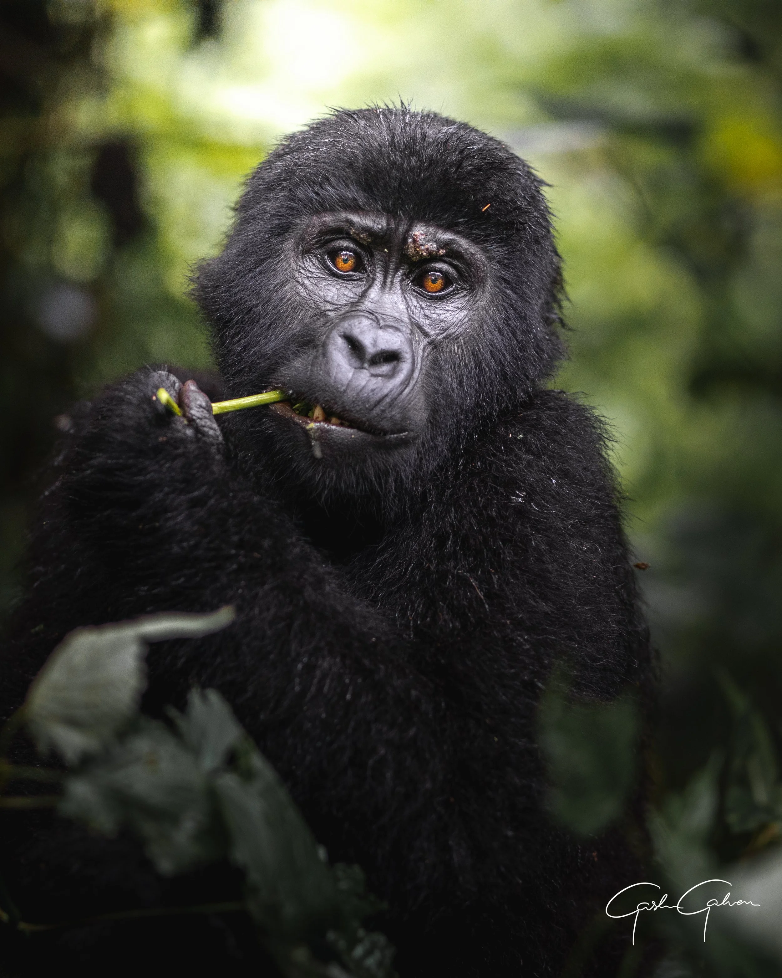 A young Mountain Gorilla | Uganda.jpg