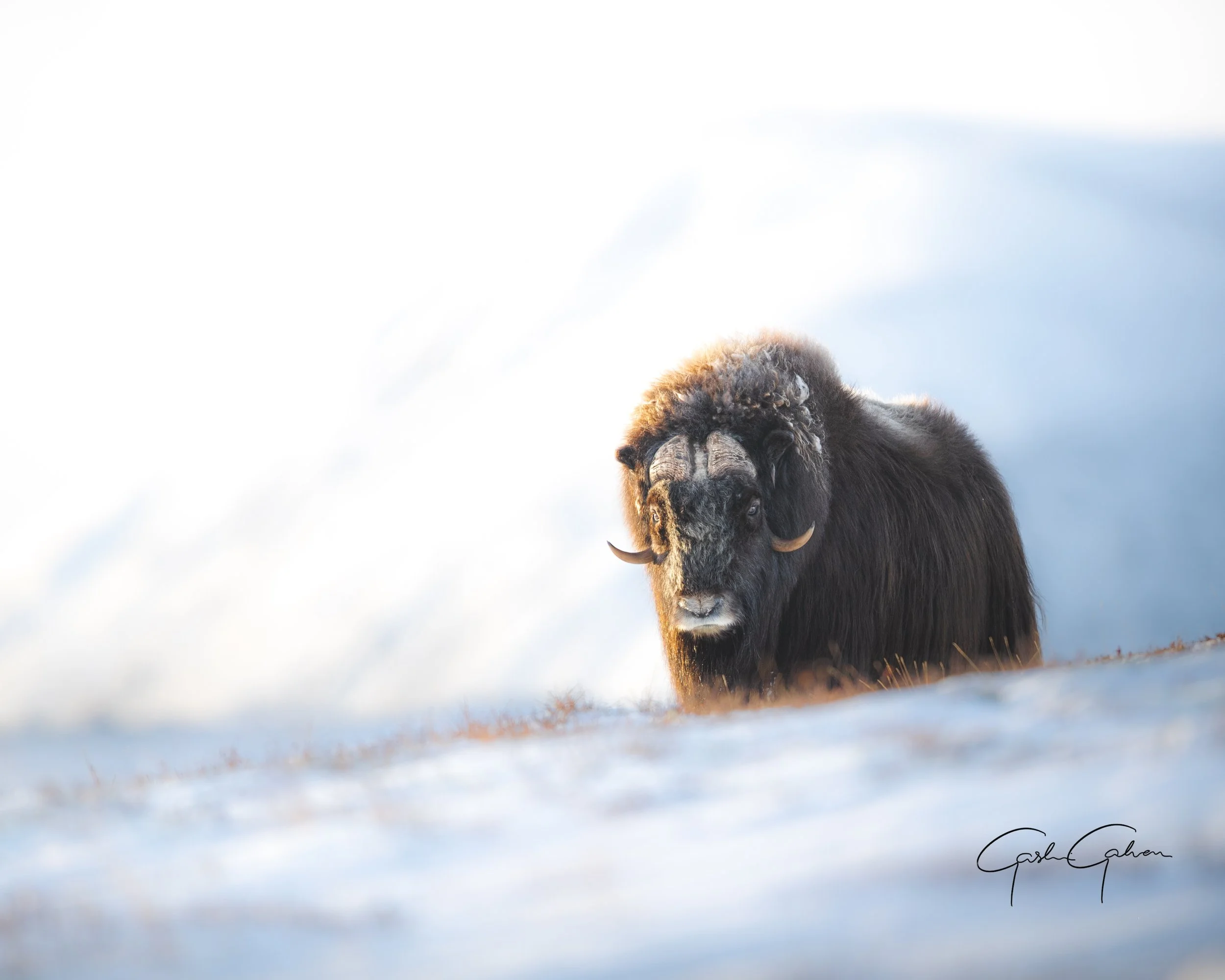 Musk Ox in golden light | Norway.jpg