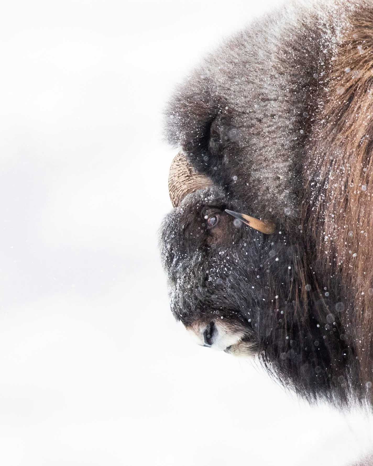 Musk ox in the snow | Norway.jpg