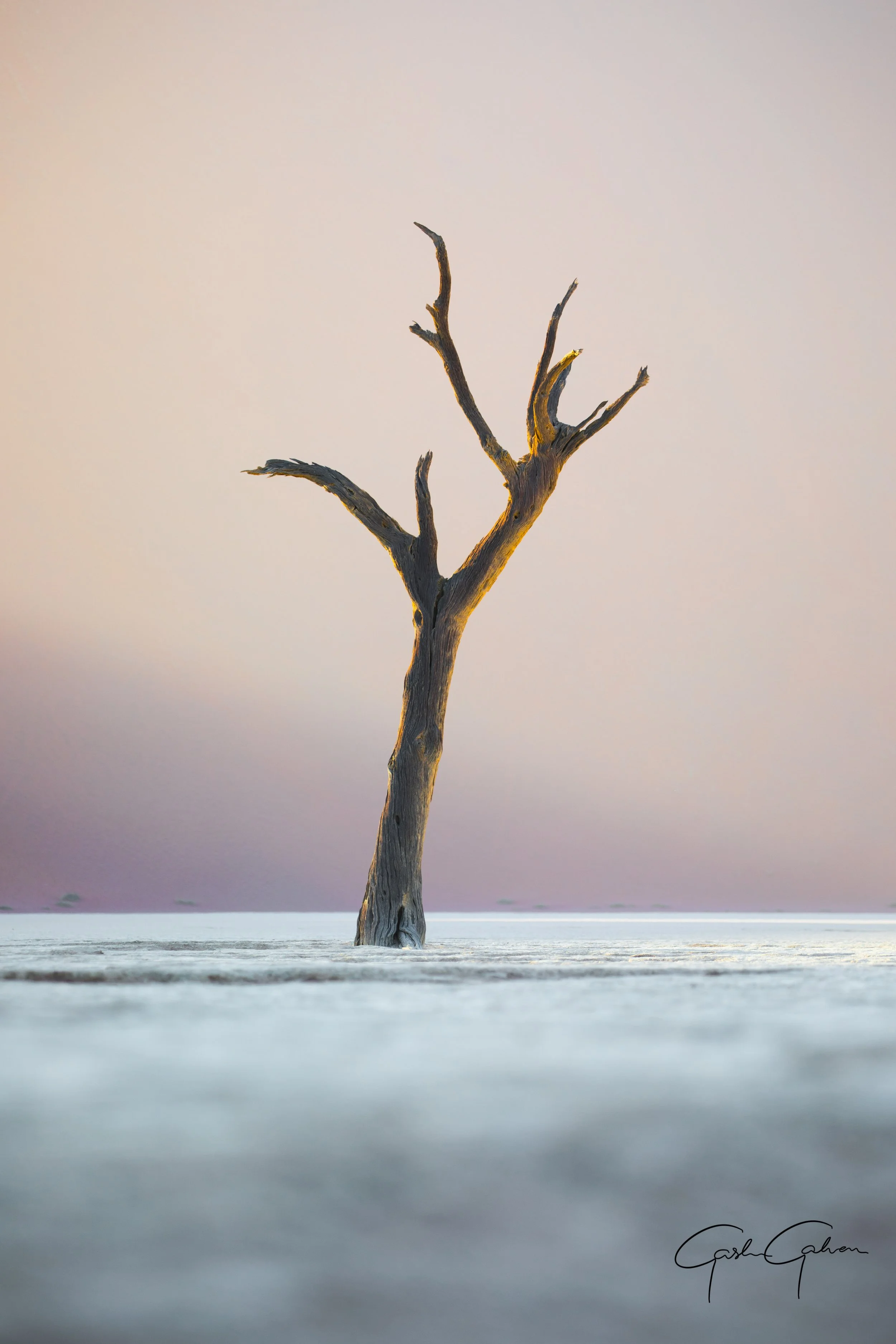 Ancient tree in Deadvlei | Namibia.jpg