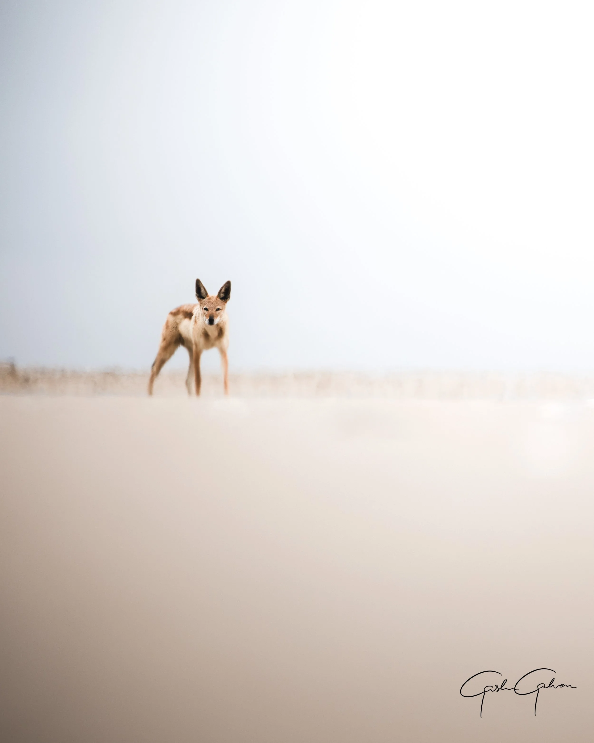 Side striped jackal of the Namibia desert | Namibia.jpg