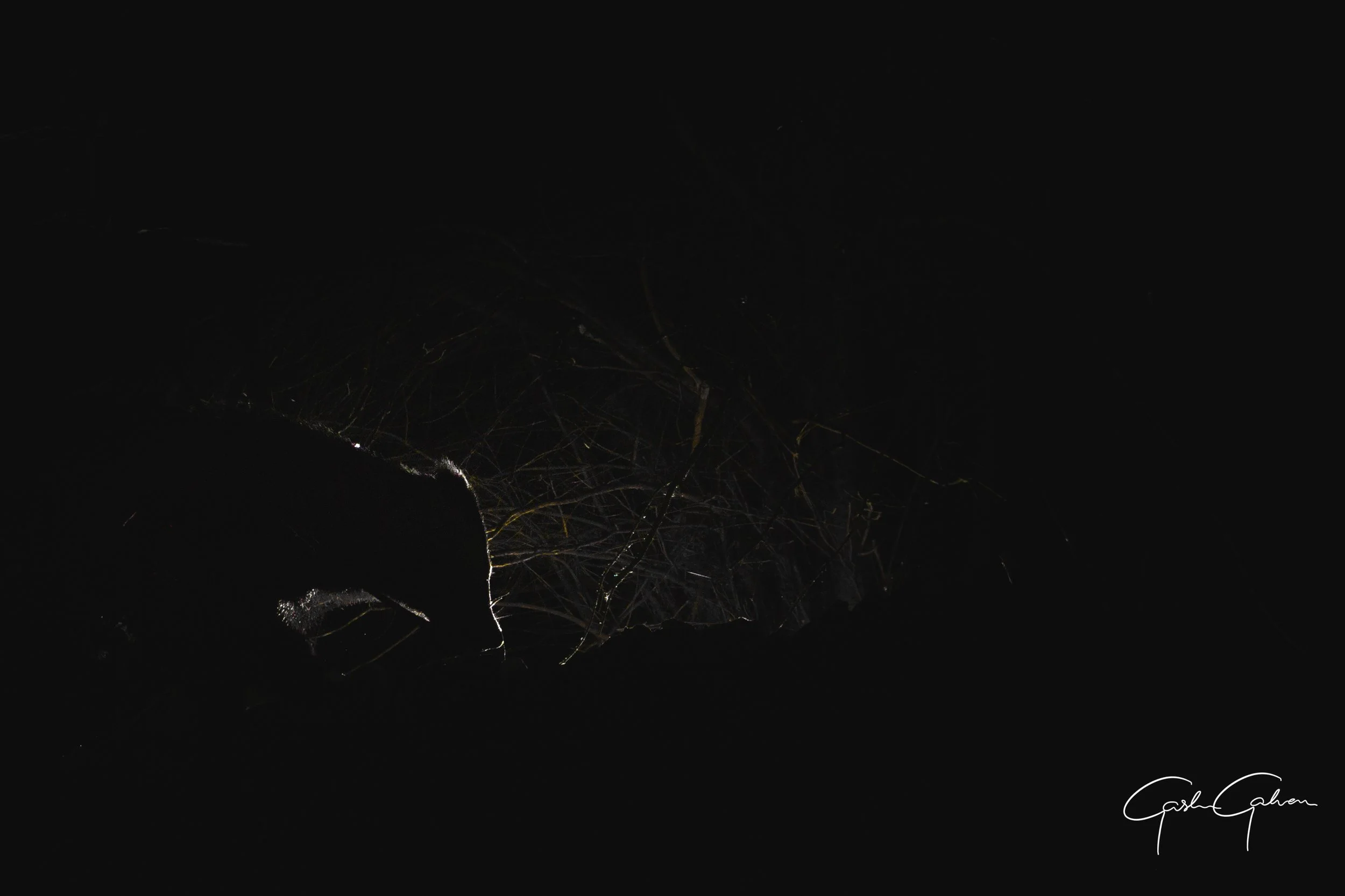 Badger caught on camera trap using backlighting | UK.jpg