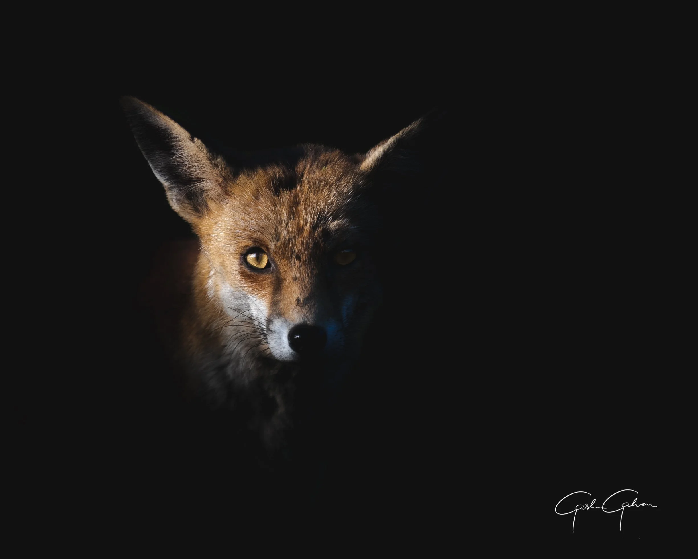 A fox coming through the shadows | UK.jpg