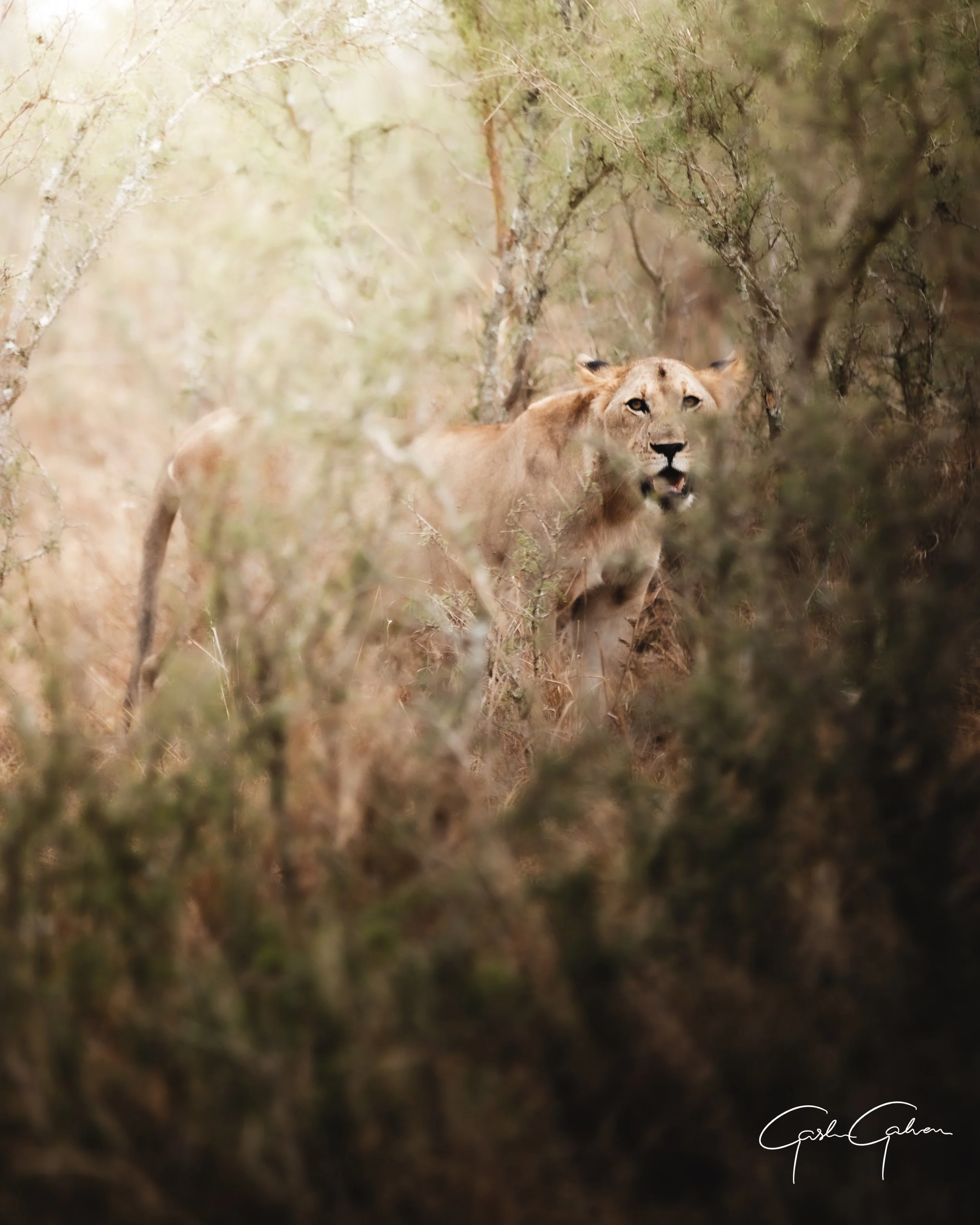 Lioness moving through the bush in Akagera | Rwanda.jpg