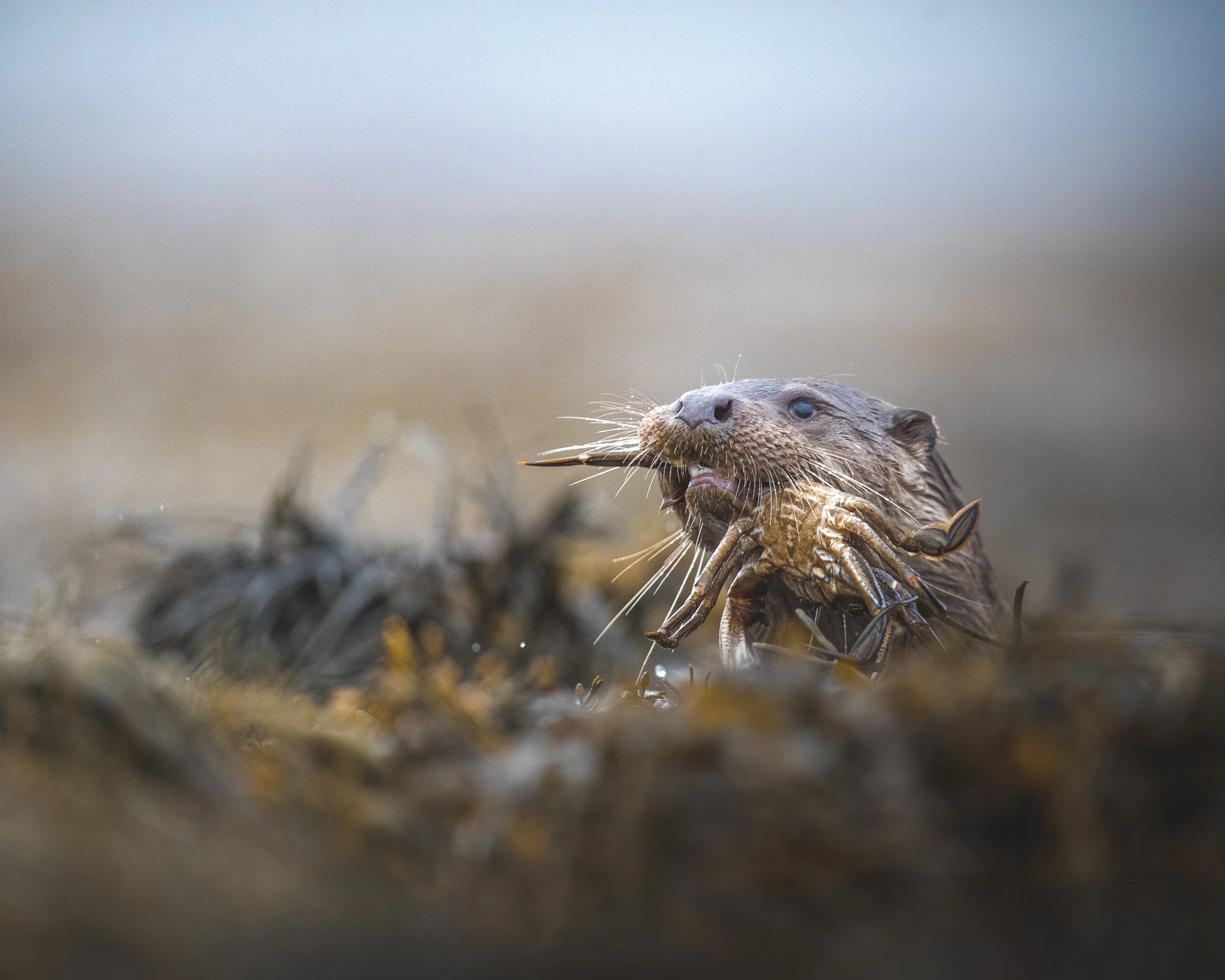 Otter coming to shore with a crab | Scotland.jpg