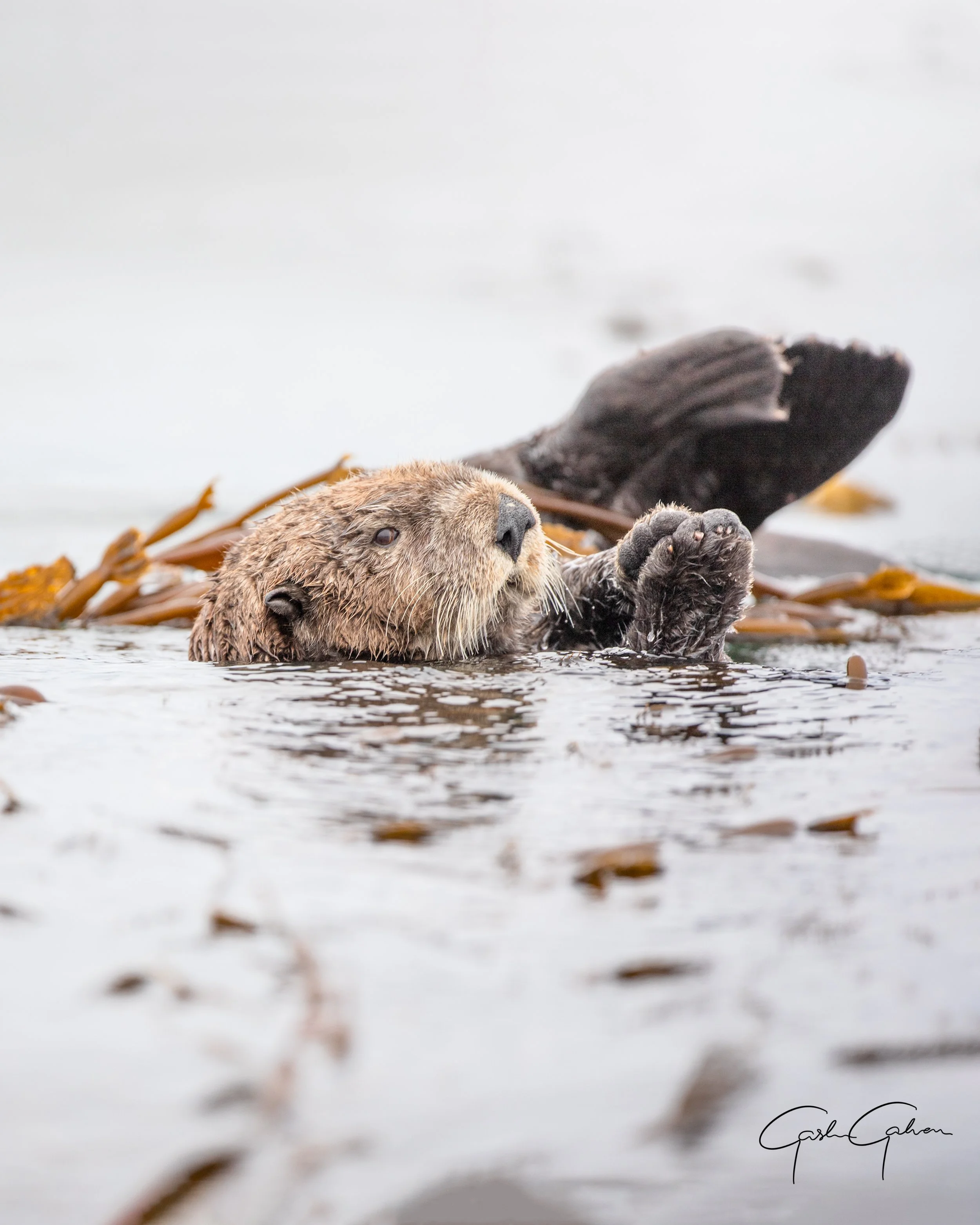 Sea Otter holding to kelp Vancouver Island | Canada.jpg