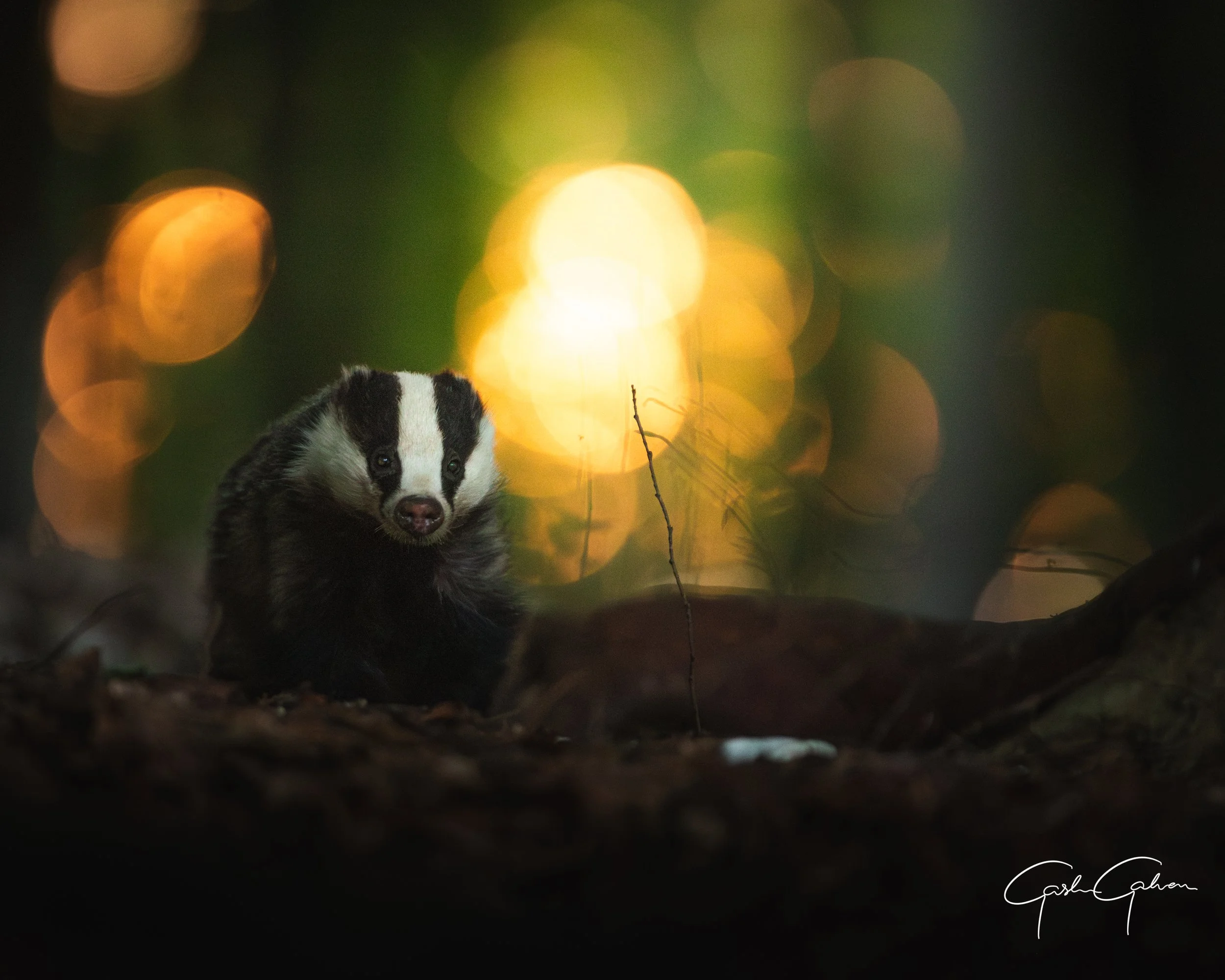 A young badger on forest ground during sunset with blurred glowing lights in the background.