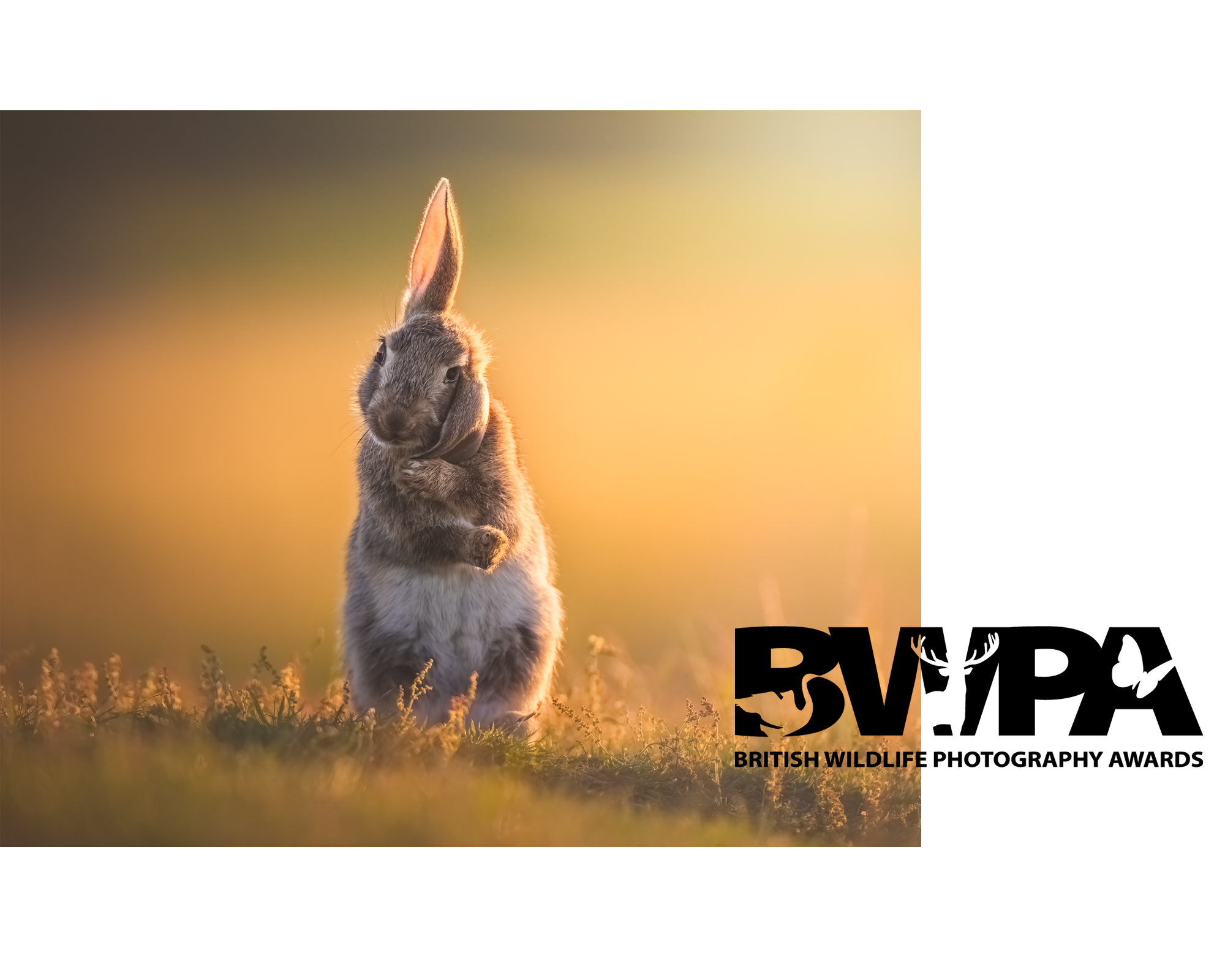A young rabbit standing on its hind legs in a grassy field at sunset, with the British Wildlife logo in the bottom right corner.