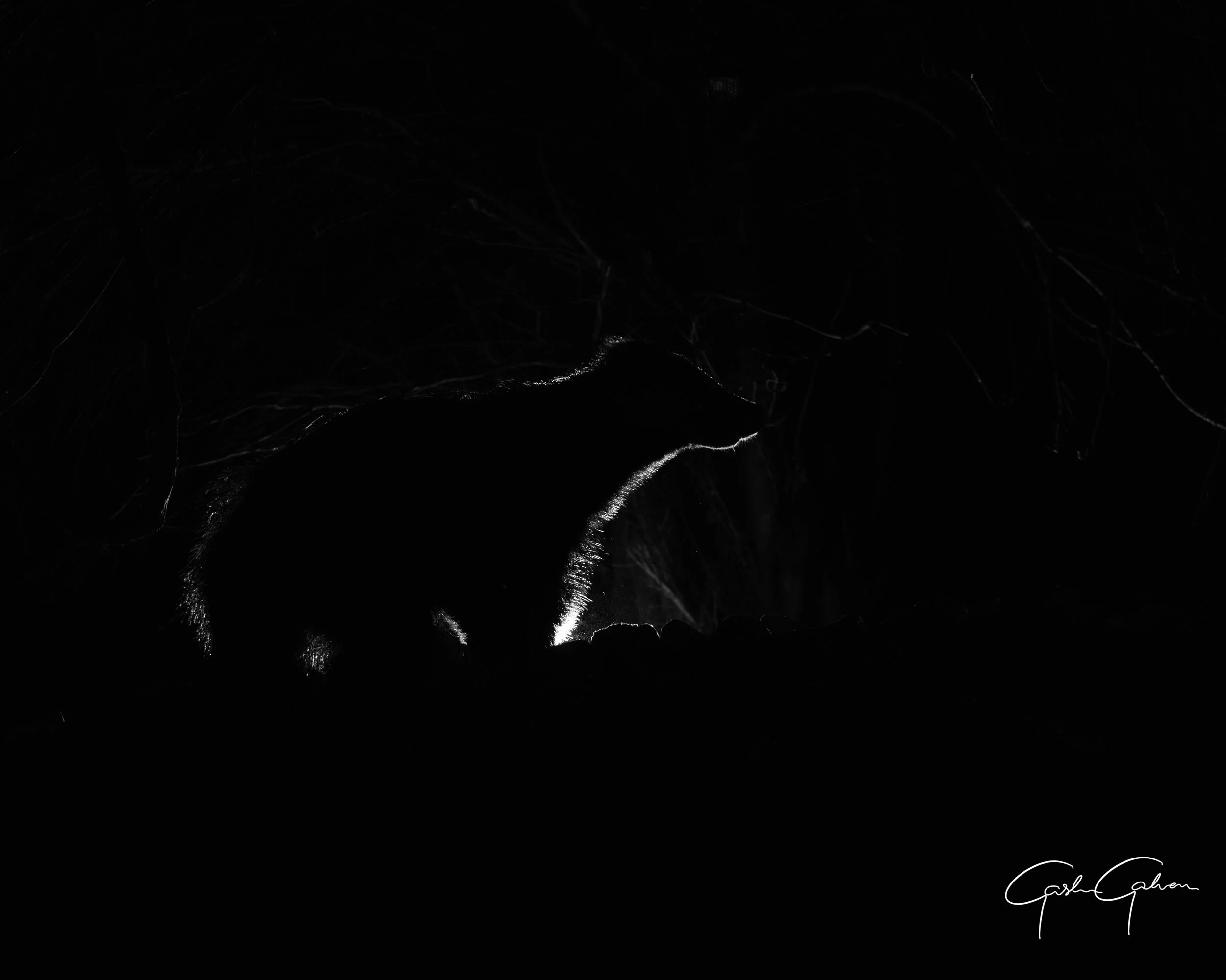 Badger caught on a camera trap using backlighting | UK.jpg