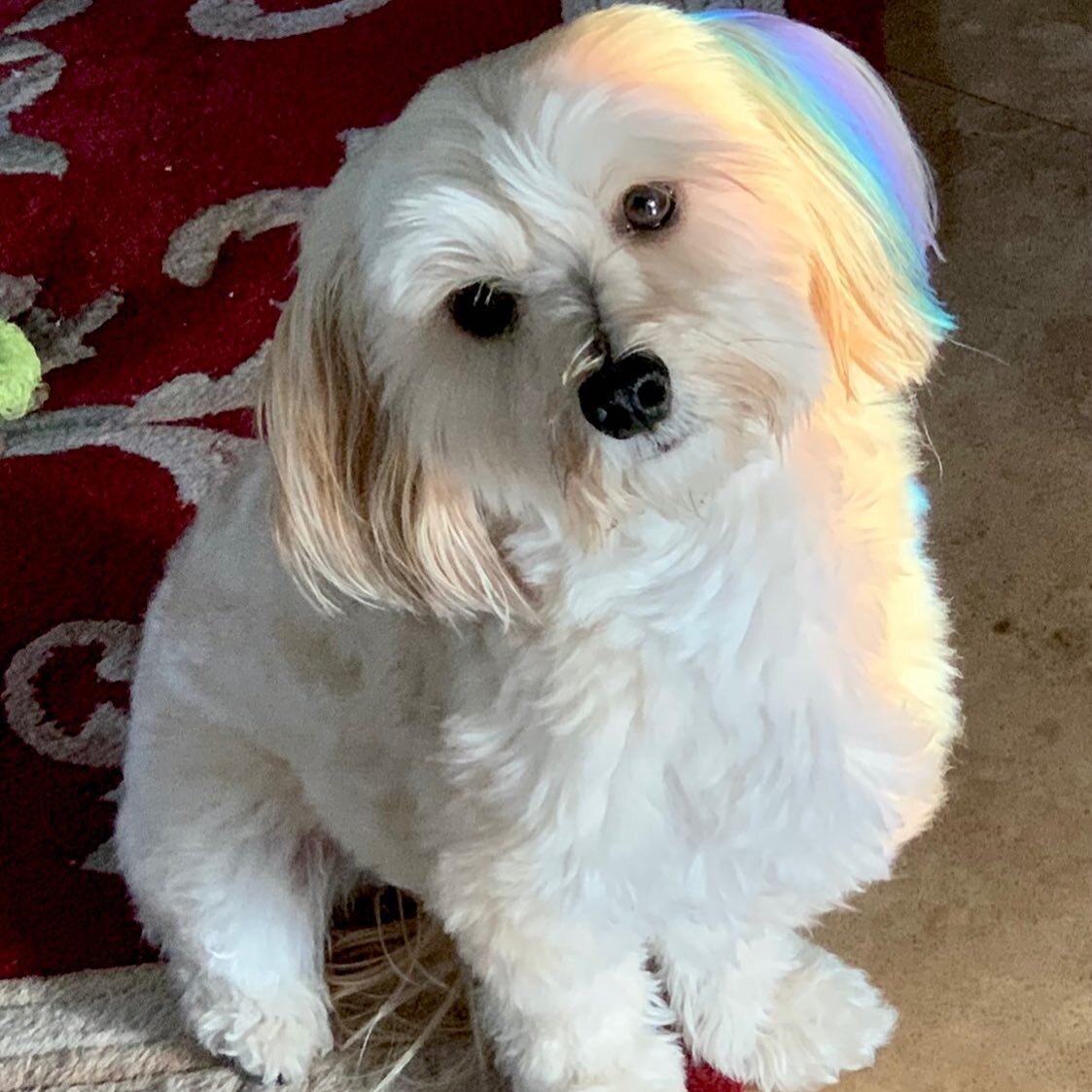 &ldquo;Hi everyone! 🐶 My name is Honey Bun, I am  a Havanese, from Cuban decent, and if I must say, I&rsquo;m an amazing furbaby! 😉🐾
My mommy Tracey, wrote an incredible children&rsquo;s book, &ldquo;A Heavenly World&rdquo;, about my sister Precio