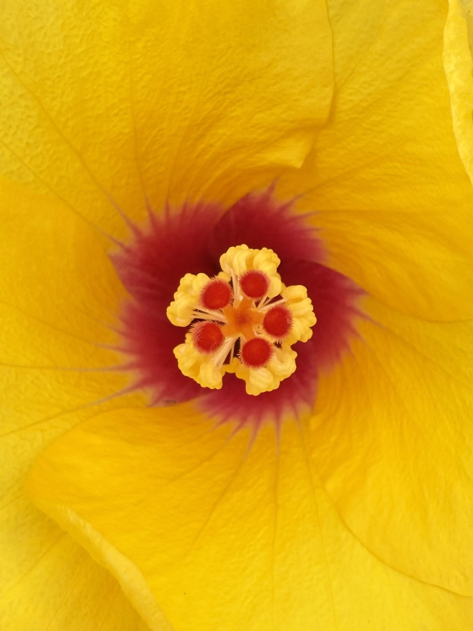 Yellow Hibiscus