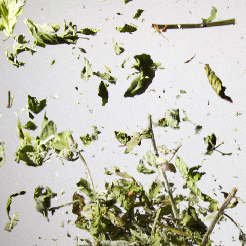 mint- loose leaf.png