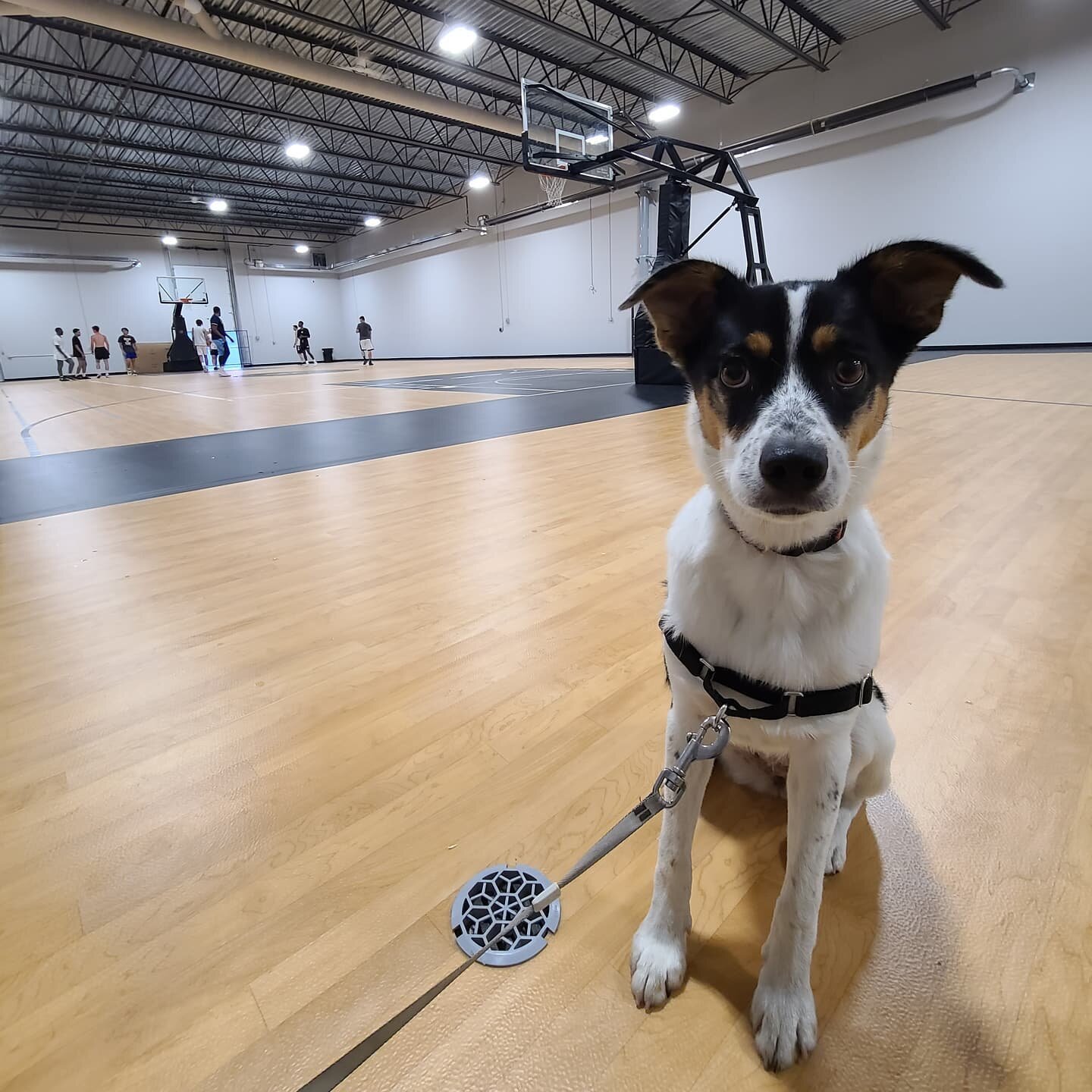 &quot;Living my best life!&quot; 

We hope everyone has an awesome weekend! We are excited for our college invitational camp tomorrow. Stay tuned for pictures, stories, and live content! 
.
.
.
.
#legacyathletics #yegbasketball #basketball #edmonton 