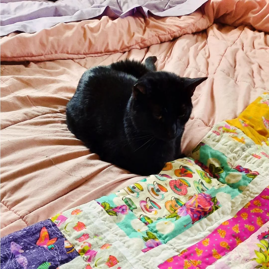Cottage kitty 😺 💚

#cottagecore #cottagelife #cottagecats #cosyhome #cozyhomes #catstagram #catsofwriters #catscatscats #cutecats #blackcats #blackcatmom #cottagecoreaesthetic