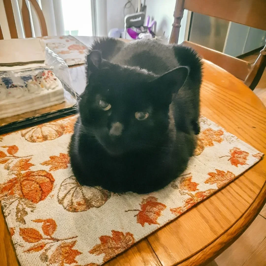 In honor of #blackcatawarenessmonth , I wanted to share a picture of my best little buddy, one of my soul animals, and my eternal sentinel. Salem will be 7 years old this November and he is one of the best things to happen to me 💚

Danny and I got h