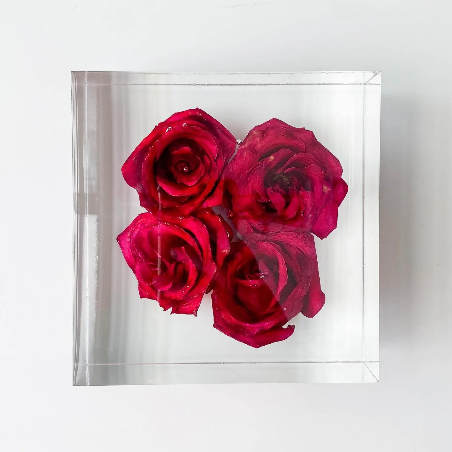 Red roses can be so unpredictable, sometimes they dry very dark and sometimes they just POP like these ones for Danielle. Swipe for a peek at their beautiful day ❤️
&bull;
&bull;
Floral preservations are now open for until mid-2024, link to book in b