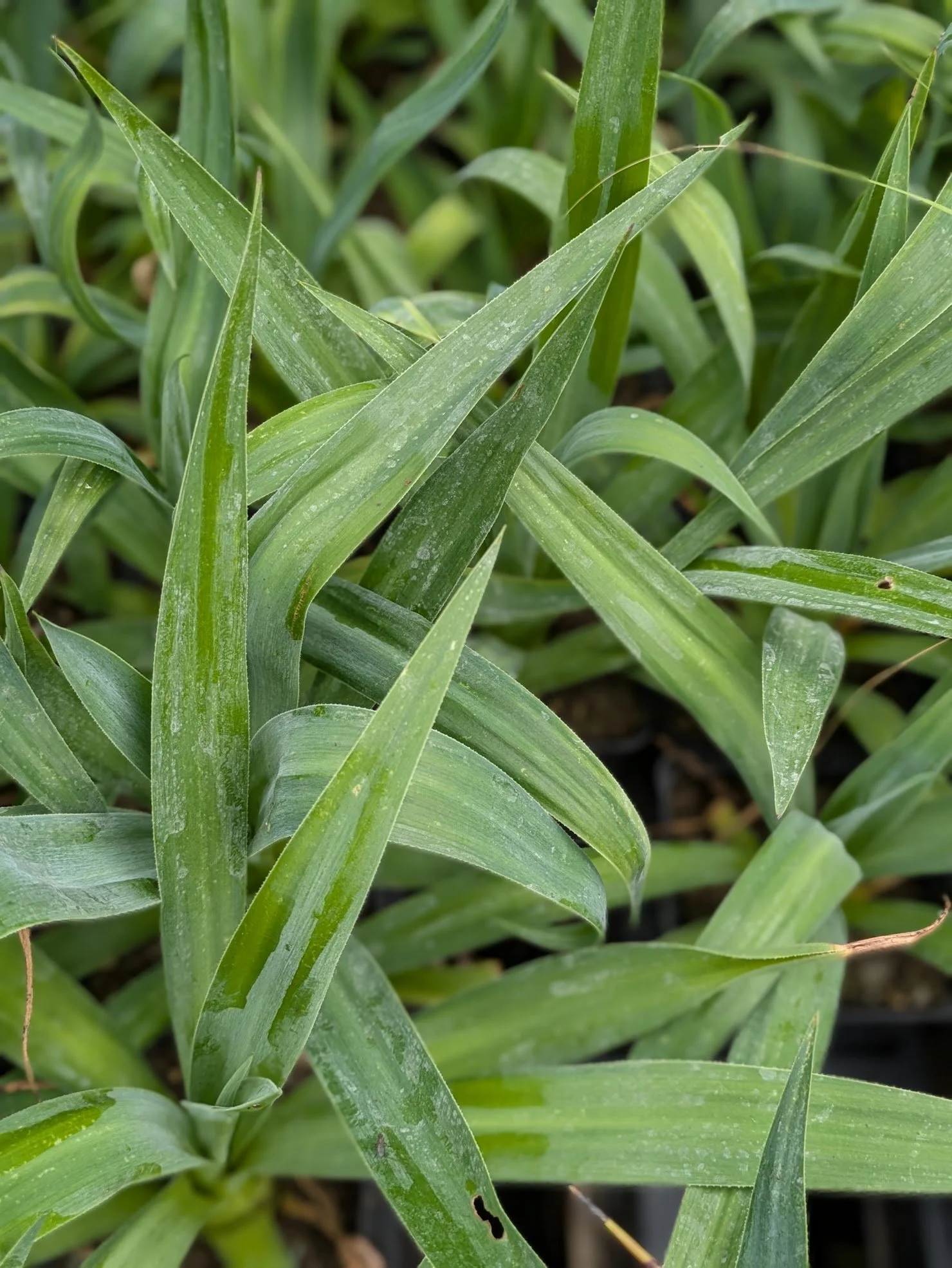 Furcraea quicheensis  9cm