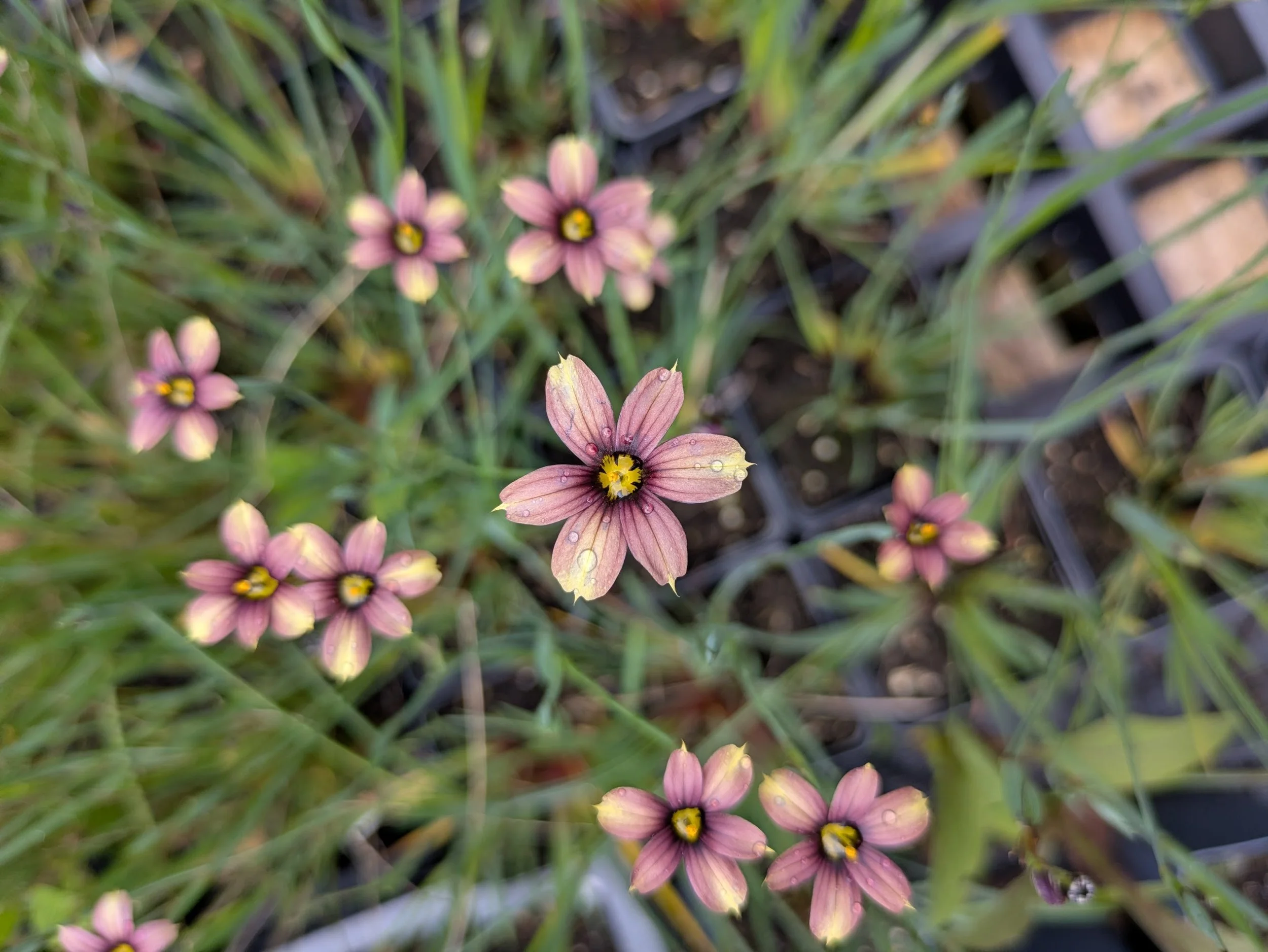 Sisyrinchium "Biscutella" 9cm