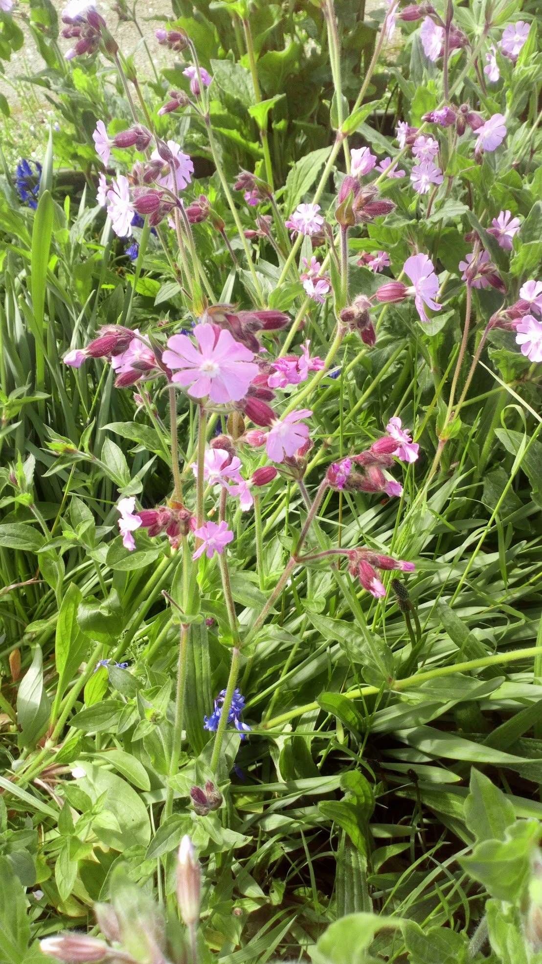 Silene dioica 9cm