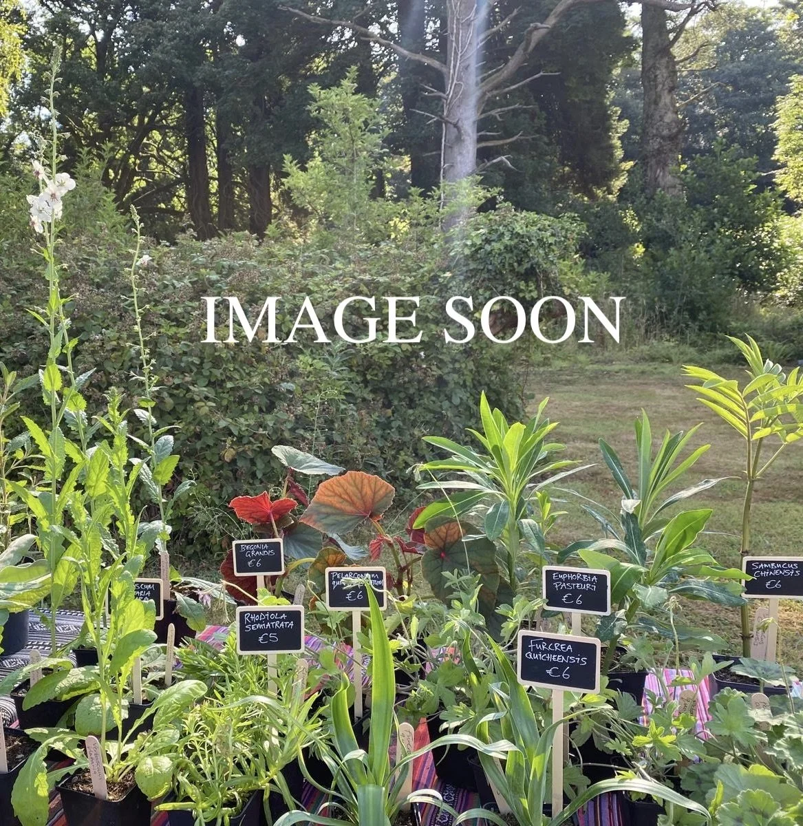 Ampelodesmos mauritanicus 9cm