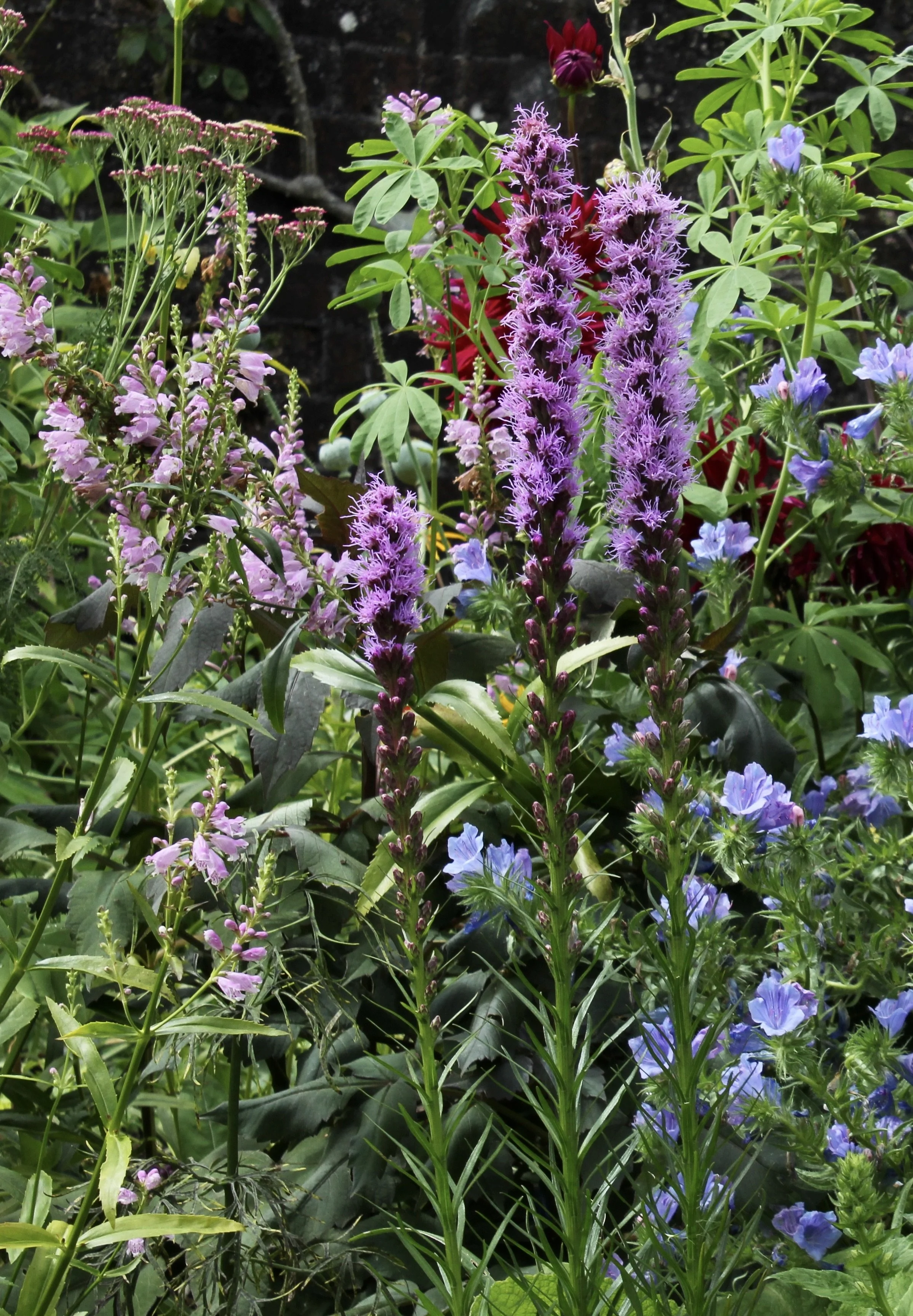 Liatris pychnostachya 1ltr