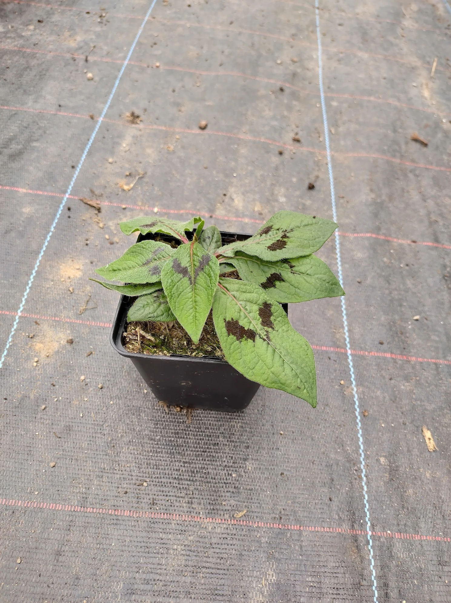 Persicaria virginiana var. filiformis 1ltr