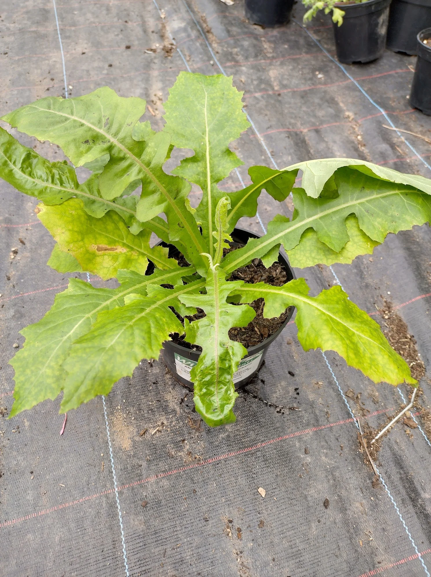 Sonchus arboreus 9cm