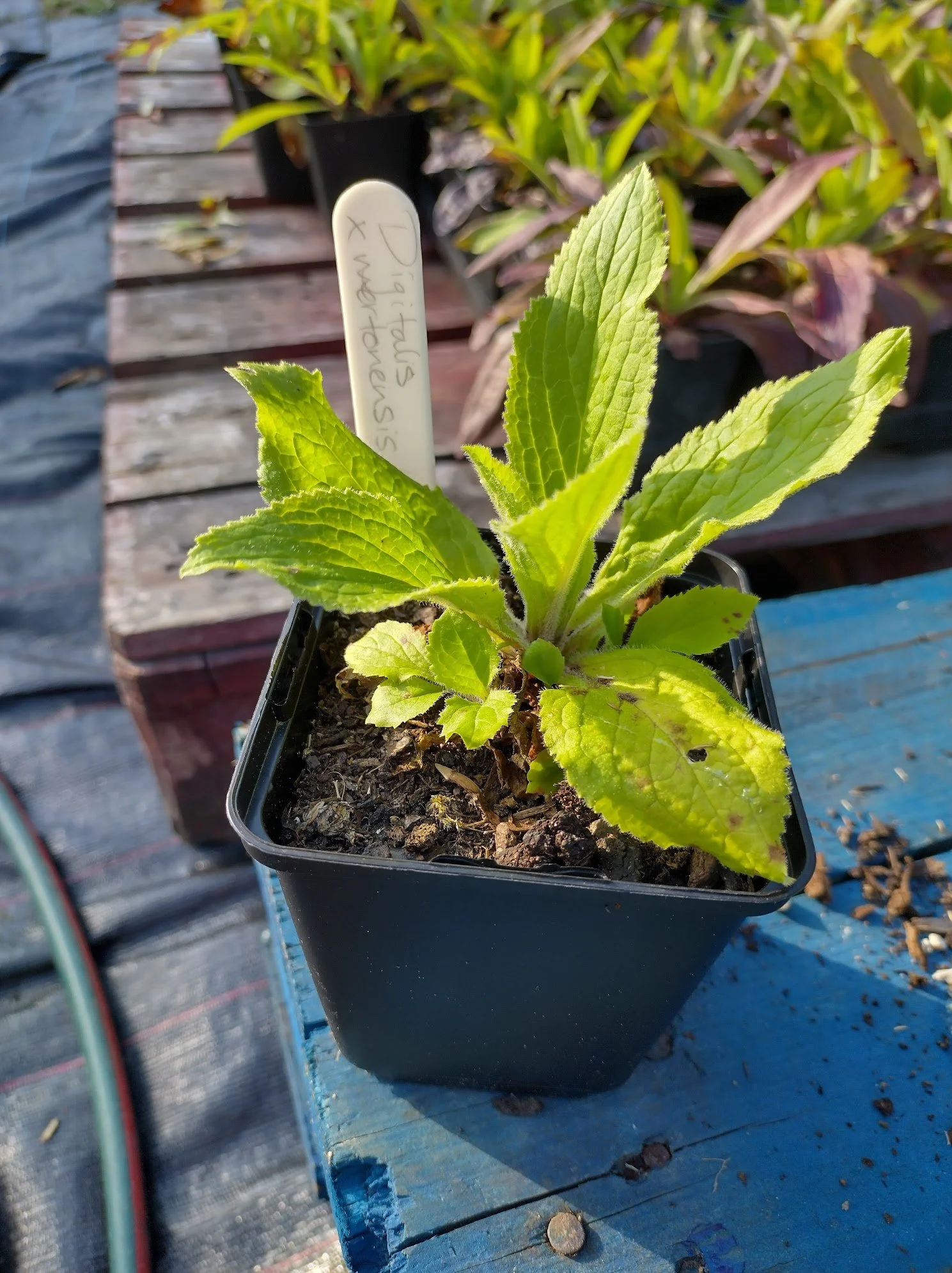 Digitalis x mertonensis 9cm