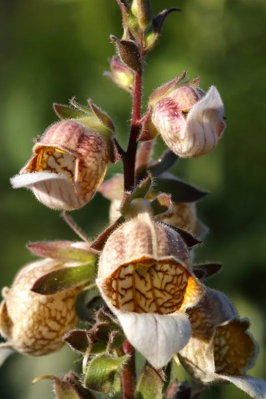 Digitalis trojana 1lt