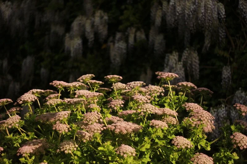 Melanoselinum decipiens 1ltr