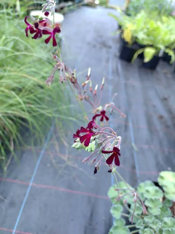 Pelargonium sidoides 9cm