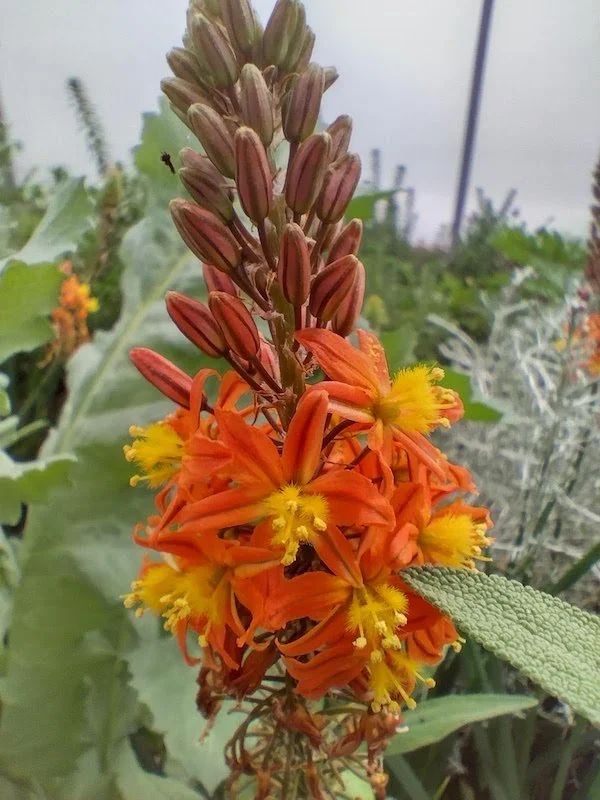 Bulbine frutescens 9cm