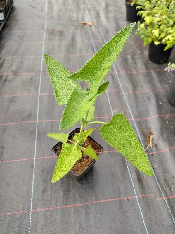 Salvia sagittata 9cm