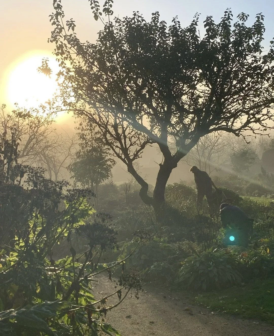 Sunrise in a garden with trees, bushes, and two people working in the greenery. It is autumn.