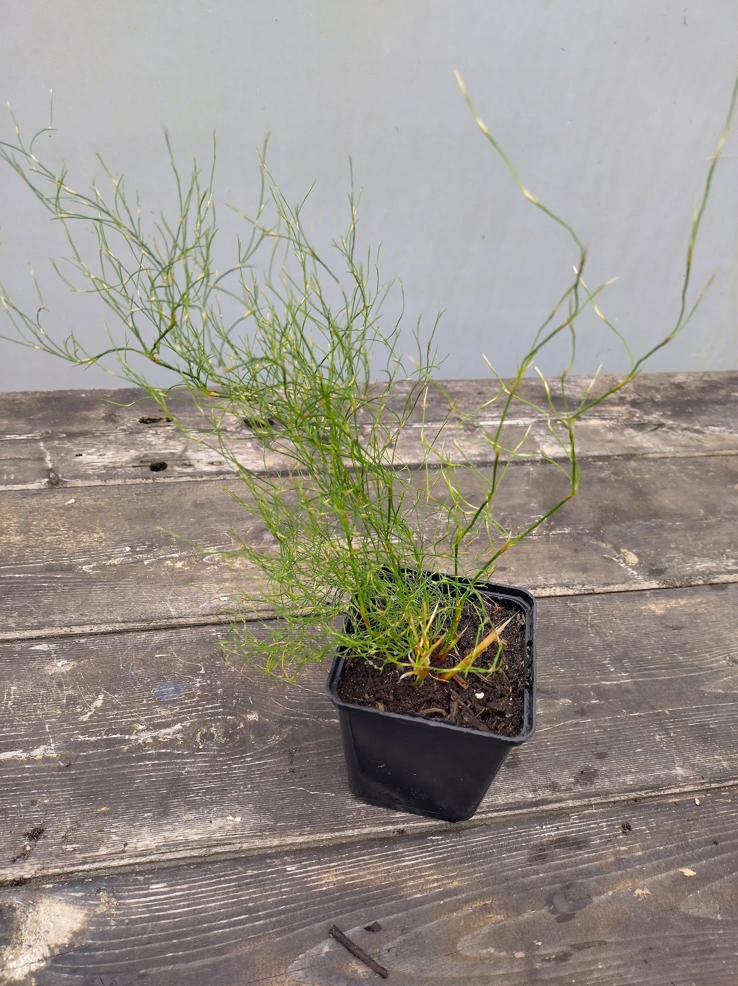 Rhodocoma capensis 1ltr