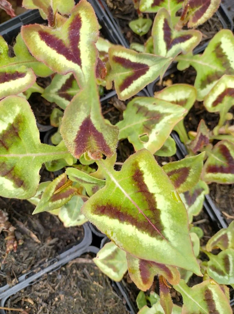 Persicaria runcinata "Purple Fantasy" 9cm