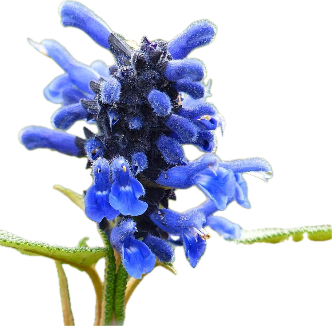 Salvia corrugata 9cm