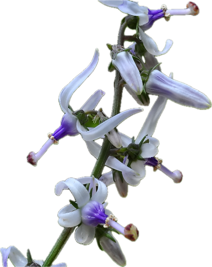 Petromarula pinnata 9cm