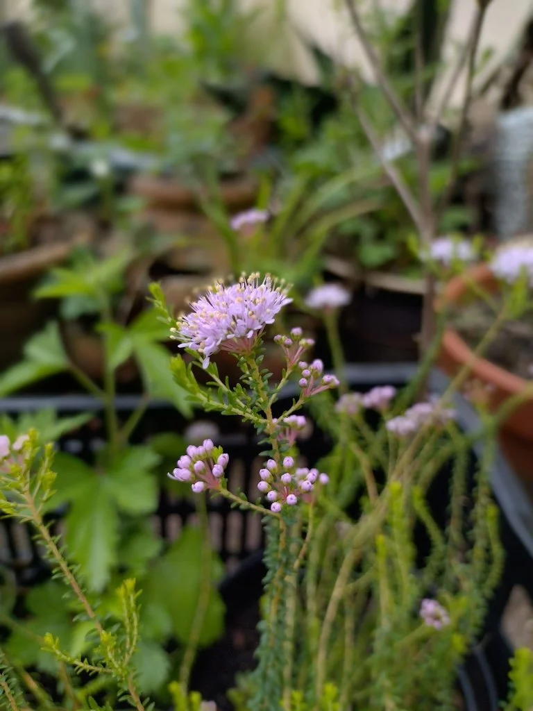 Agathosma capensis 1ltr