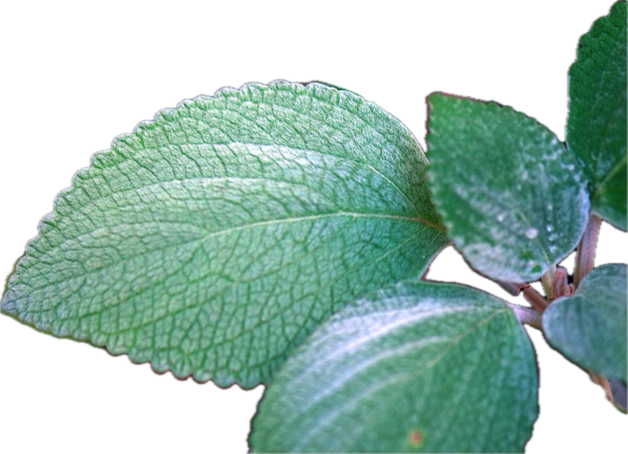 Coleus argentatus 9cm