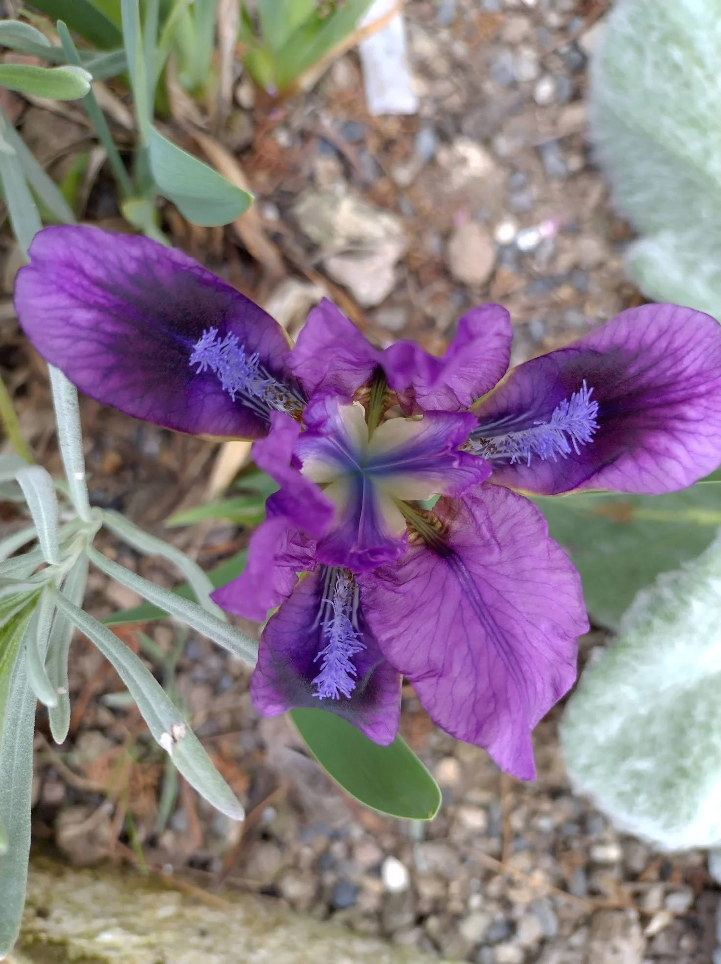 Iris pumila 9cm