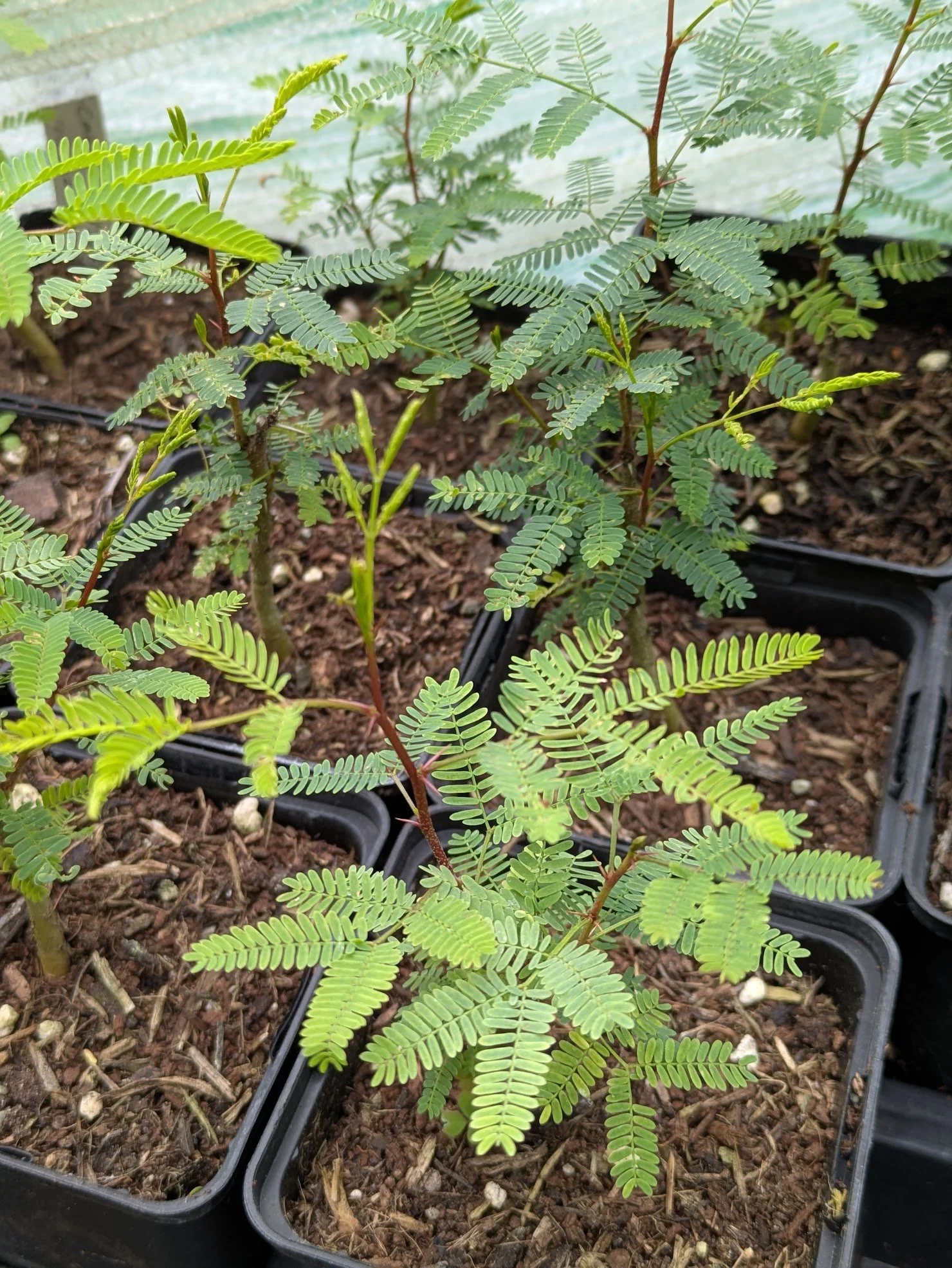 Vachellia farnesiana 9cm