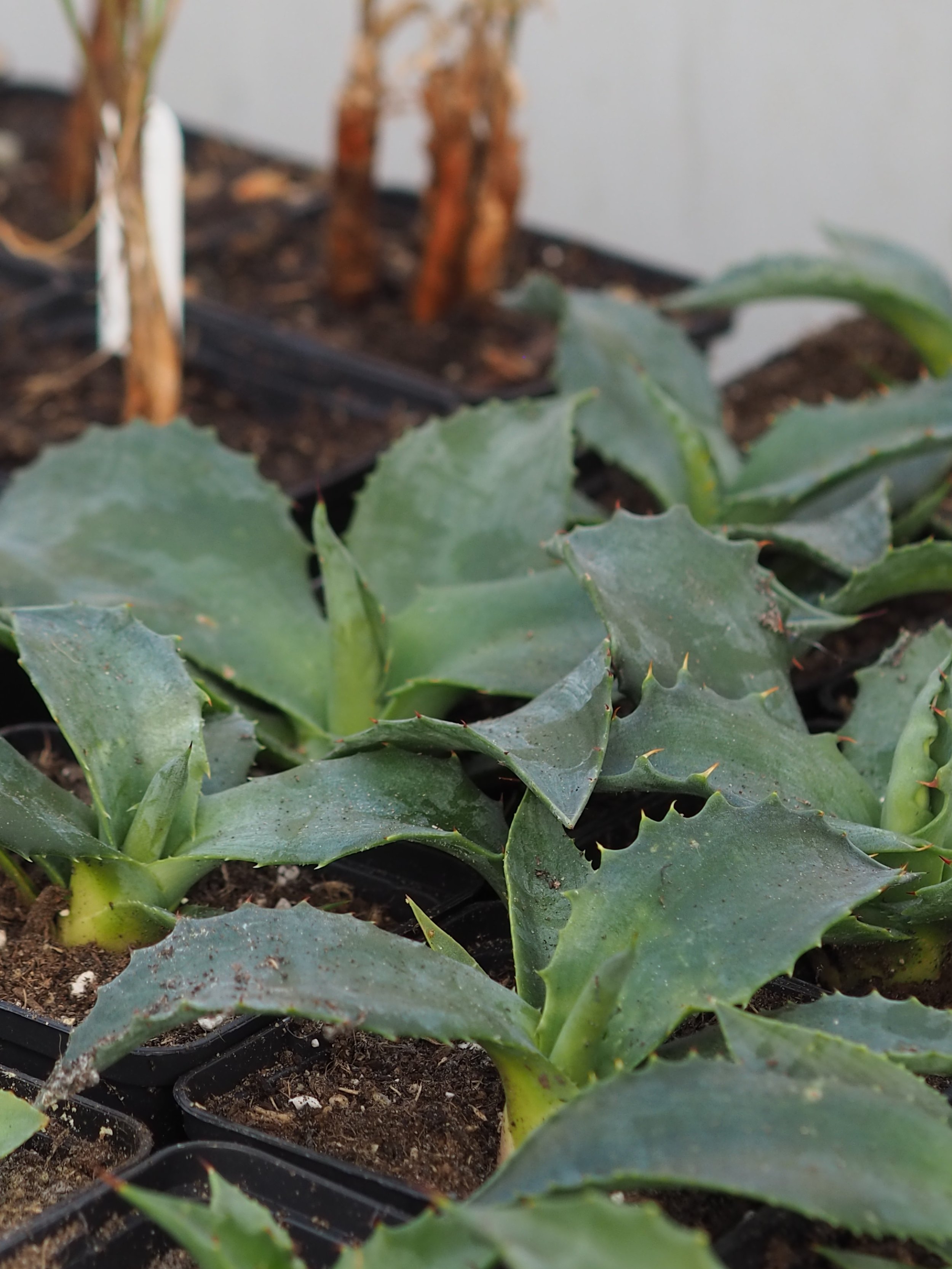 Agave inaequidens 9cm