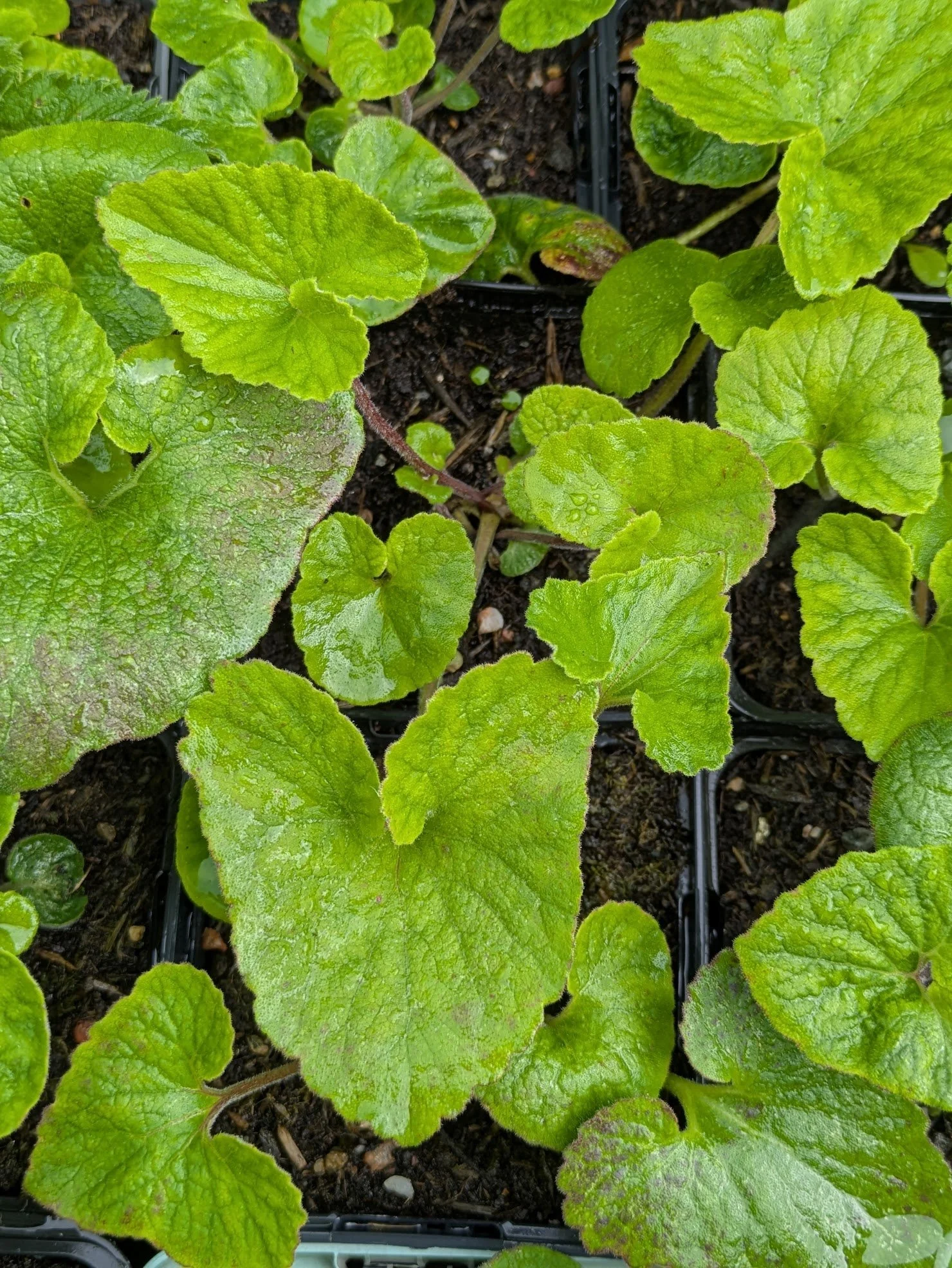Campanula makaschvilii 9cm