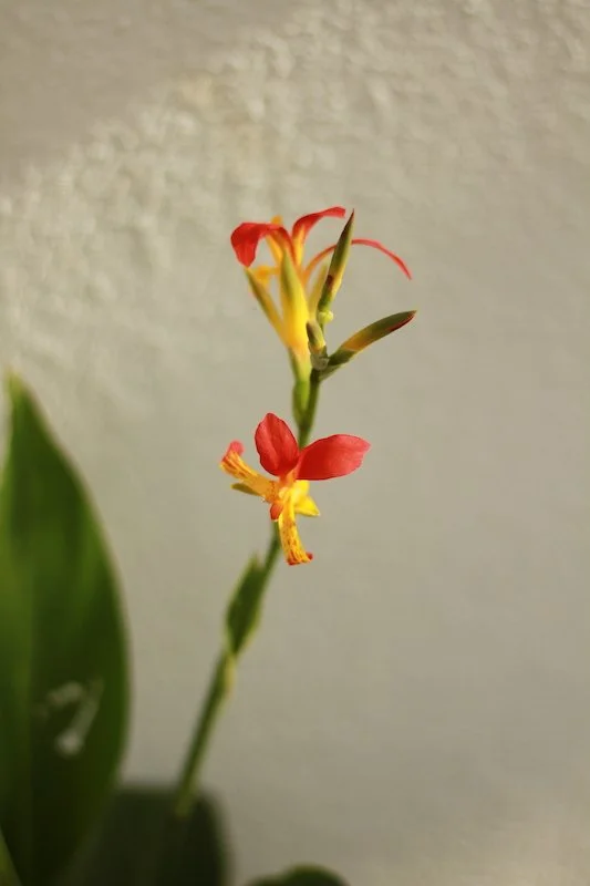 Canna sp. 9cm